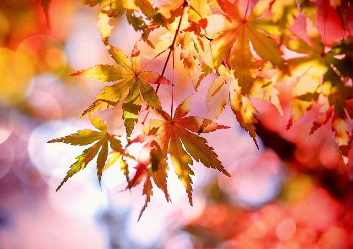 Maple Maple Leaves Emerge Fall Foliage Autumn 